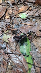 Panesthiinae