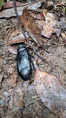 Panesthiinae