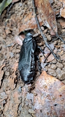 Panesthiinae
