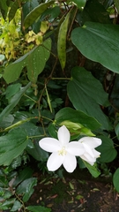 Bauhinia acuminata