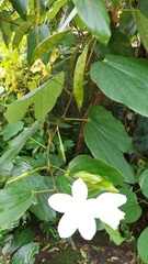 Bauhinia acuminata