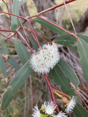 Eucalyptus falciformis