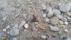 Xylocopa appendiculata