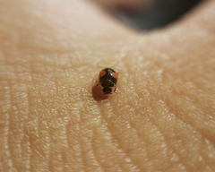 Hyperaspis sphaeridioides