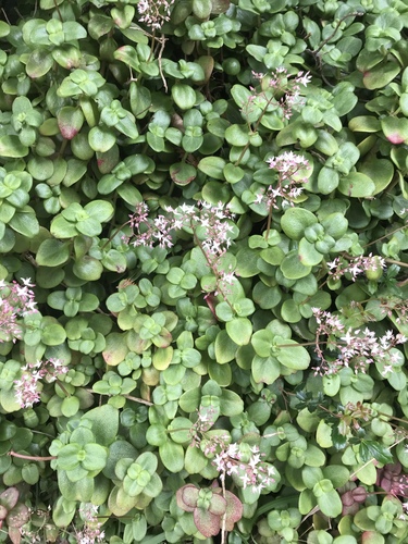 Crassula multicava