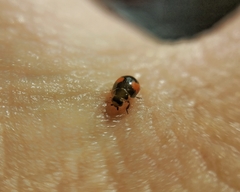 Hyperaspis sphaeridioides