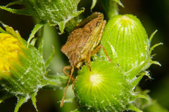 Althos