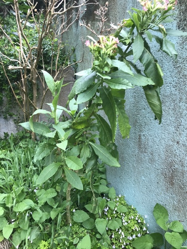 Nicotiana tabacum