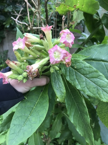 Nicotiana tabacum