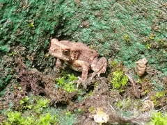 Duttaphrynus melanostictus