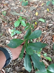 Ardisia revoluta