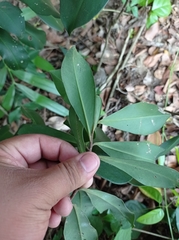 Ardisia revoluta