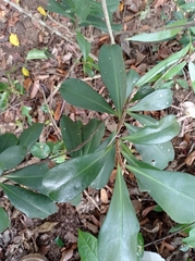 Ardisia revoluta