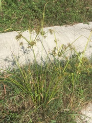 Cyperus ochraceus