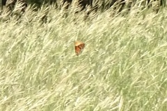 Euptoieta claudia