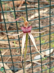 Caladenia robinsonii