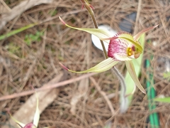 Caladenia robinsonii