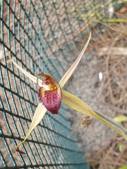 Caladenia robinsonii