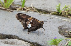 Epargyreus socus pseudexadeus