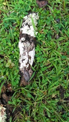 Lichenomphalia