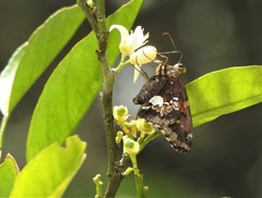 Epargyreus socus pseudexadeus