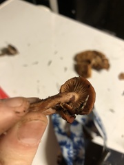 Gymnopilus thiersii