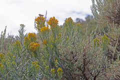 Ericameria nauseosa hololeuca