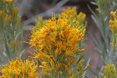 Ericameria nauseosa hololeuca