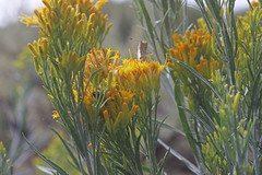 Ericameria nauseosa hololeuca