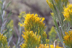 Ericameria nauseosa hololeuca