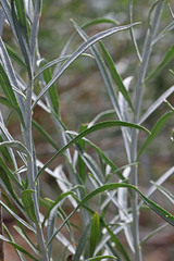 Ericameria nauseosa hololeuca