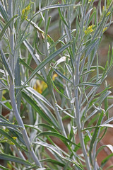 Ericameria nauseosa hololeuca