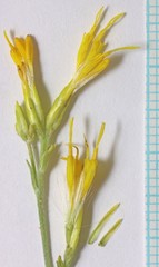 Ericameria nauseosa hololeuca