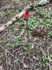 Stenorrhynchos albidomaculatum