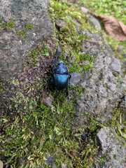 Phelotrupes auratus
