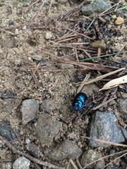 Phelotrupes auratus