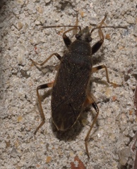 Perigenes constrictus