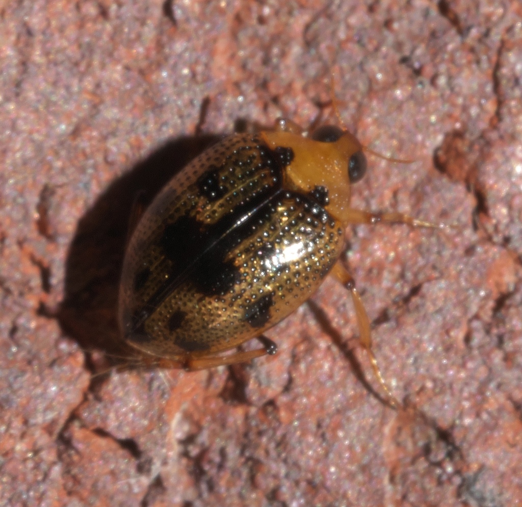 Peltodytes muticus
