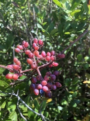 Viburnum nitidum