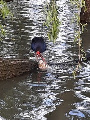 Porphyrio melanotus