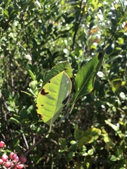 Viburnum nitidum