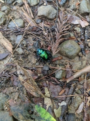 Phelotrupes auratus
