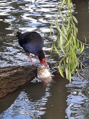 Porphyrio melanotus