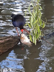 Porphyrio melanotus