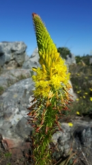 Bulbine latifolia latifolia