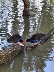 Porphyrio melanotus