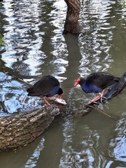 Porphyrio melanotus