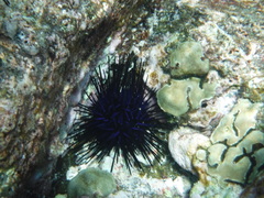 Echinothrix
