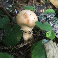 Phlegmacium patrickense