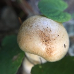 Phlegmacium patrickense